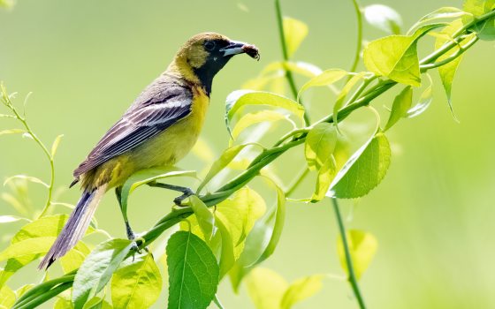 Male Orchard Oriole on perching on vine holding a bug in mouth