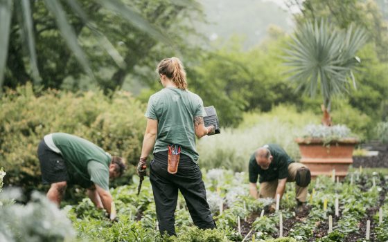One gardener stands with empty pots and garden tool in hand, while two other gardeners crouch and bend to place plants in a garden.