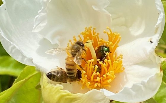 A honeybee and a small, shiny green beetle crawling together on the bright yellow stamens inside a large, delicate white flower.