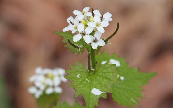 A close up image of garlic mustard, with green foliage and white blooming petals.