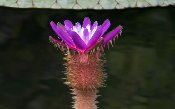 Small to medium-sized flowers that  bloom just above the water's surface; outer petals are deep purple-violet, blending into a pale or white center.