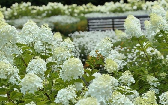 Large, cone-shaped flower clusters that transition from an elegant celadon lime green to creamy white, then pink, and finally burgundy as they mature.