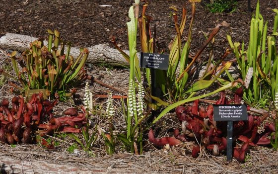A collection of pitcher plants growing in a mulched garden bed, with visible identification signs for Sarracenia flava and Sarracenia x gilpinii.