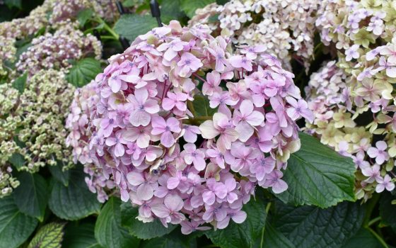 A large, dense cluster of delicate pink hydrangea blossoms surrounded by lush green foliage.