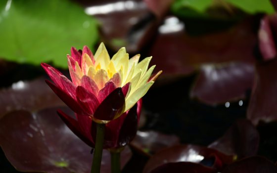 A close-up side view of a single hardy waterlily (Nymphaea 'Ring of Fire') flower rising above dark maroon pads, showcasing petals split vertically in contrasting shades of yellow and deep red.