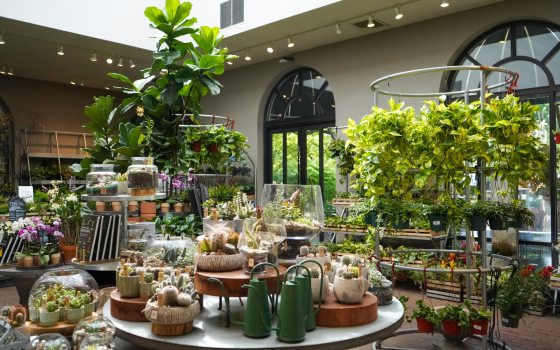 A wide, bright view inside a garden shop featuring a central display table covered with various succulents, cacti, and glass terrariums, surrounded by hanging plants, orchids, and shelves of ceramic pots.