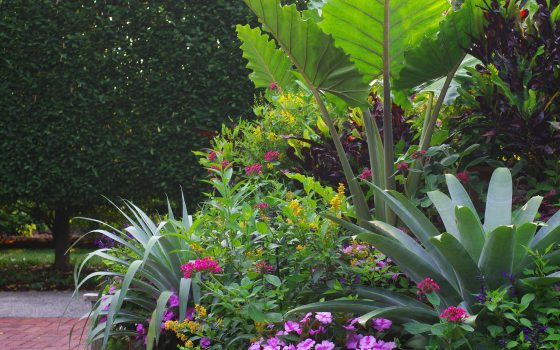 A lush container garden arrangement featuring giant elephant-ear leaves, spiky agaves, and vibrant pink and yellow flowers against a dark green hedge.