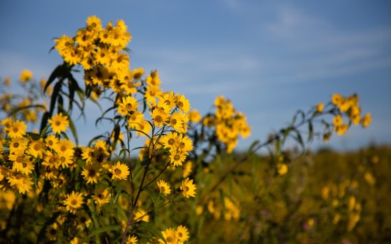 close-up of a bright yellow sunflower in full bloom with a bee on its textured center, flanked by closed green flower buds and leafy stems.