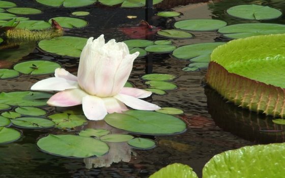 Massive, floating green platters with high, upturned rims, alongside large, pineapple-scented nocturnal flowers that open creamy-white on their first night and transform into a deep pink on the second.