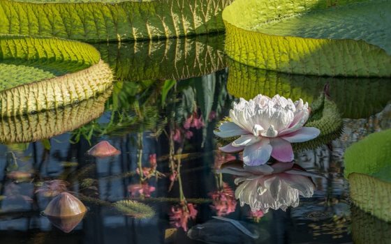 Large, night-blooming flowers measure up to 12 inches (30 cm) across, opening creamy-white on the first night with a sweet pineapple scent, and turning deep pink by the second evening before sinking