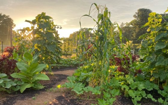 A large vegetable garden with several plots of tall plants, photographed at sunset.