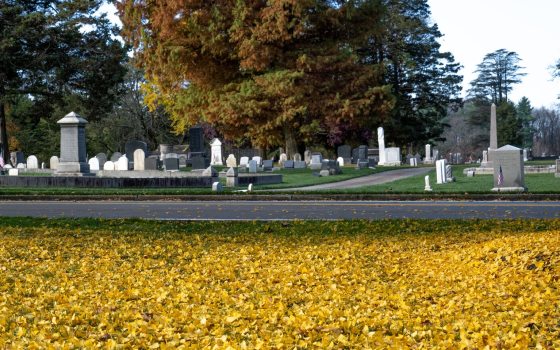 A wide angle shot of a cemetary in the background, with a yard of yellow ginko leaves in the foreground.