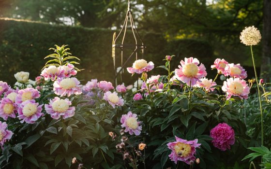 A garden full of peony flowers. 