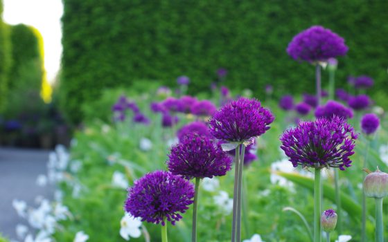 A close-up shot of round, vibrant purple Allium 'Purple Sensation' flowers blooming in the Annual Corridor in May 2026, set against a dark green hedge and a blurred stone pathway.