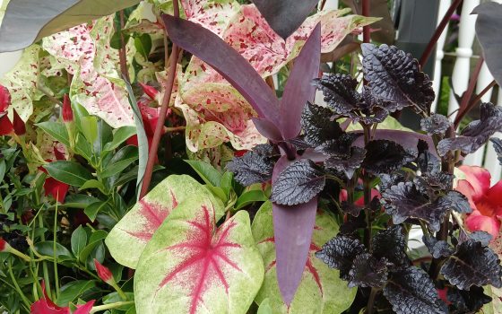 Plants in a Gothic-inspired container planting