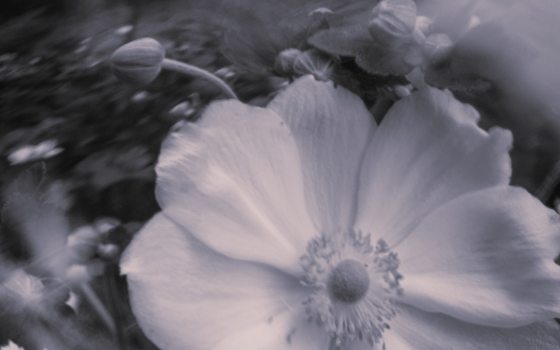 Photo of a flower in black and white, slightly distorted.