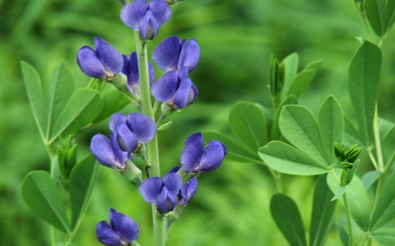 A stem of blue false indigo growing outdoors.