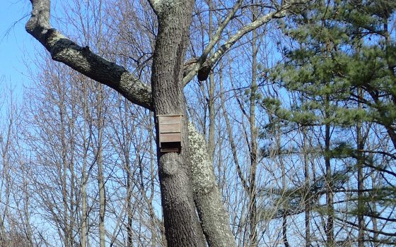 A tall tree in a winter landscape with a bat house nailed to the trunk.