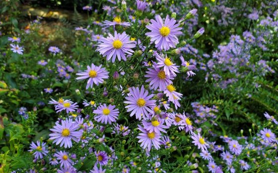 Masses of small, lavender-colored, daisy-like flowers above green leaves