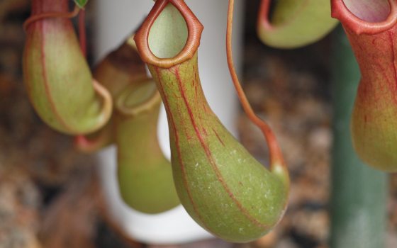A collection of tropical pitcher plants