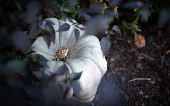 A pale, ribbed white pumpkin rests on dark soil, partially framed and framed by deep purple and green foliage in an outdoor garden bed.