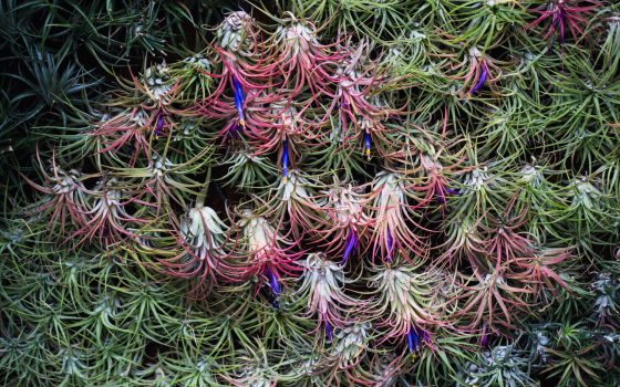 A close up of a wall of tillandsia. 