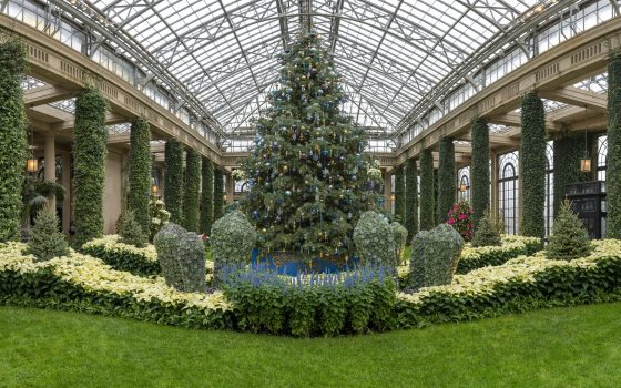 A large Christmas tree set inside a  decorated conservatory and flanked by white poinsettias.