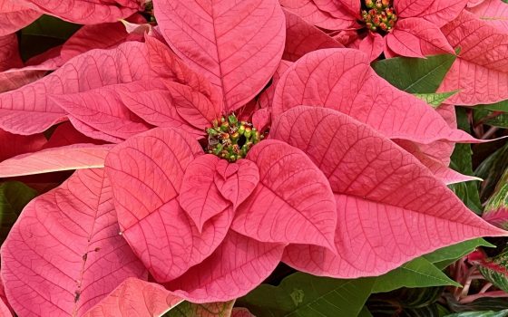 A close up of a cluser of red pointsettia. 
