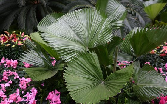 A close up of a palm leaf with small pink flowers growing around it.