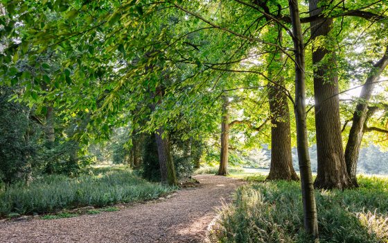 A sunlit gravel pathway curving through a dense wooded park, flanked by lush green ferns and mature trees casting dappled shadows.