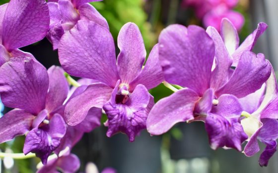 A close up of purple dendrobium orchids.
