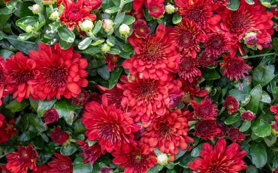 Bright, true red petals with decorative-style flower heads featuring a full arrangement of ray florets.