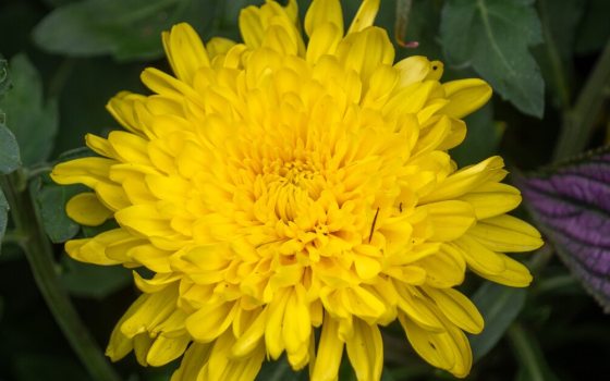 Yellow petals layered on top of each other to form flowers.