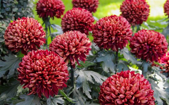 A vibrant close-up of deep red and copper-colored pompon chrysanthemums with tightly packed petals and green foliage.