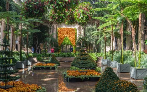Golden-orange chrysanthemums form a vibrant curtain behind tiered pagodas and mounded living viewing stones, reflected in the shallow water beneath the Exhibition Hall’s canopy of tree ferns.