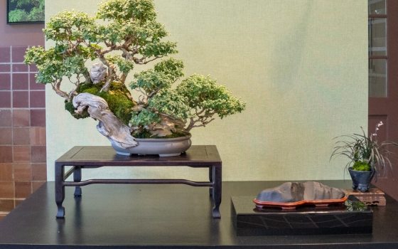Pairings of tanuki bonsai chrysanthemums and suiseki viewing stones create miniature landscapes that invite quiet contemplation and appreciation.