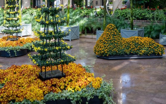 The fern-floor chrysanthemum landscape transforms trained mountain and pagoda forms into a floral interpretation of suiseki viewing stones, evoking distant peaks and inviting quiet reflection on the natural world.