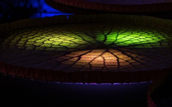 Nightscape: Soundscapes 2.0 | Longwood Gardens