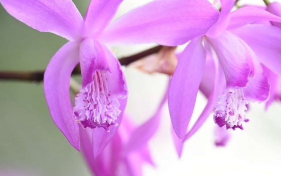 close up image of a pink orchid