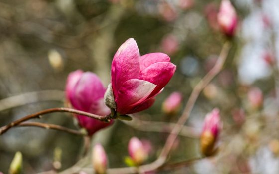 Close up of a pink flowering Magnolia_soulangeana