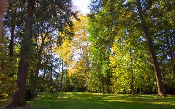 trees turning a green, yellow, and red shade