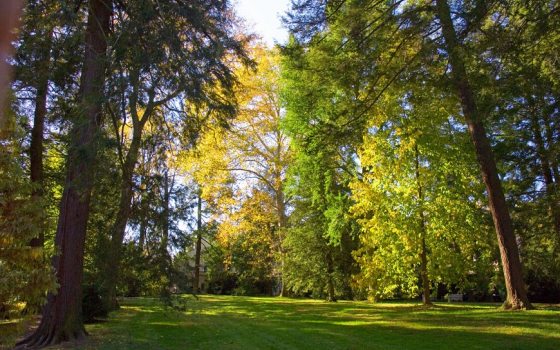 trees turning a green, yellow, and red shade 