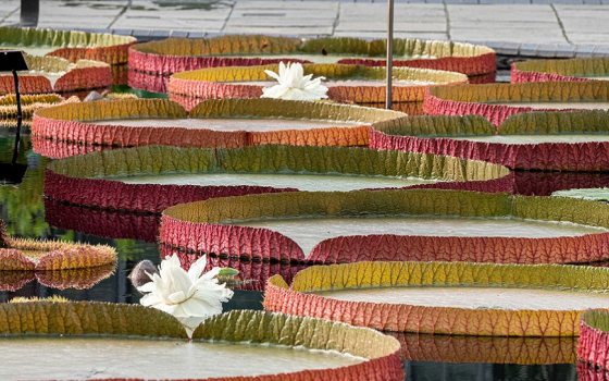 Going the Distance | Longwood Gardens