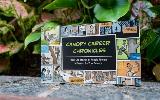 Canopy Career Chronicles book cover propped on a stone wall with plants in the background