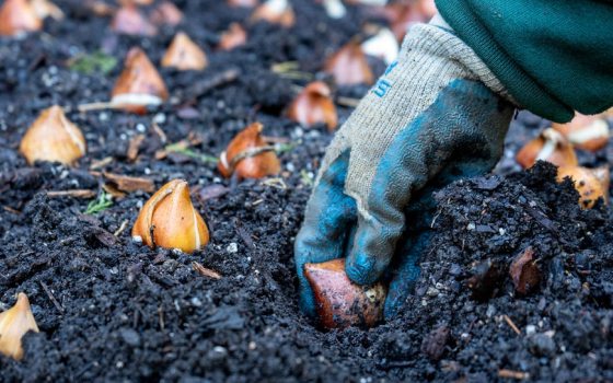 a gloved hand presses a flower bulb into bare soil