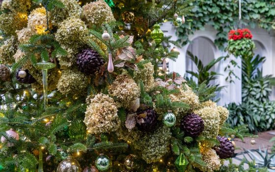 a close up of a Christmas tree with dried flowers and green ornaments 