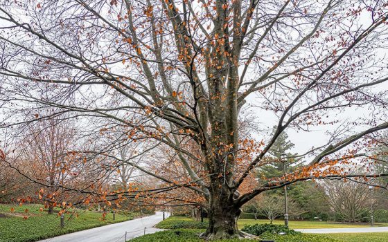 a Copper Beech tree on a rainy day with dark clouds in the sky