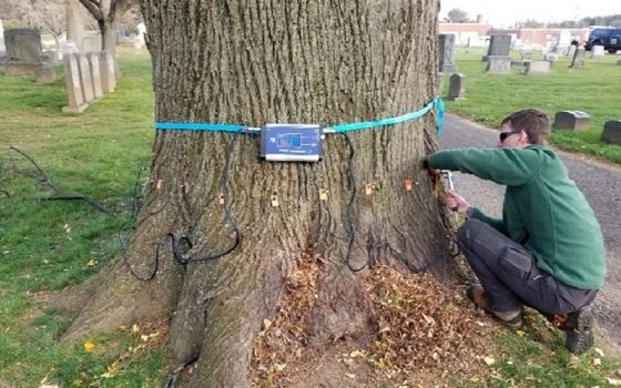 a person crouched and tying equipment onto a tree that is in a cemetery 