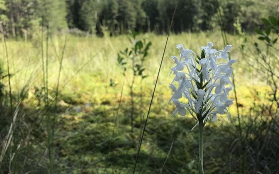 tall thin flower stem with multiple white orchid blooms in a field