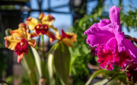a close up of a pink orchid with a yellow and red orchid in the background